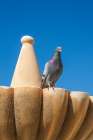 Rhonda, Spain. Pigeon on a fountain in town center. Art Print